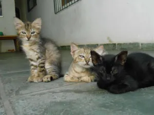 Gato raça srd idade Abaixo de 2 meses nome s/nome
