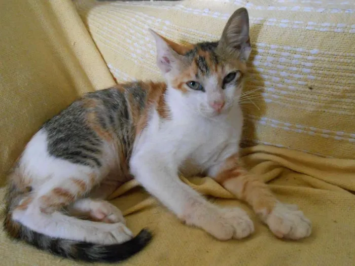 Gato raça srd idade 2 a 6 meses nome s/nome