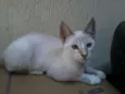 branquinha