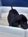 Cachorro Abandonado