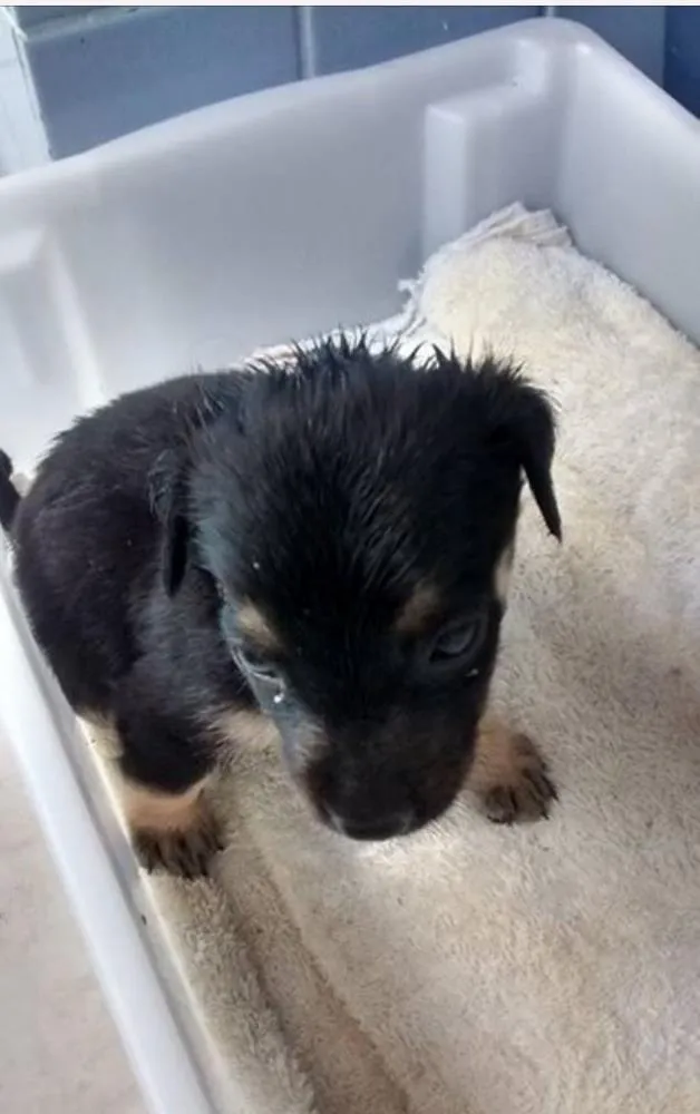 Cachorro ra a Vira lata idade Abaixo de 2 meses nome Cachorro Abandonado 