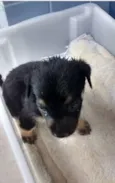 Cachorro Abandonado