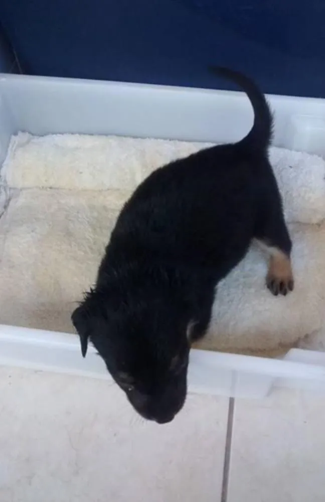 Cachorro ra a Vira lata idade Abaixo de 2 meses nome Cachorro Abandonado 