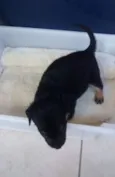 Cachorro Abandonado