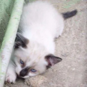 Gato raça SRD idade 2 a 6 meses nome Rafa