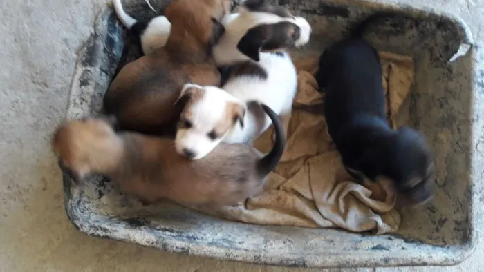 Cachorro ra a  idade Abaixo de 2 meses nome Filhotes