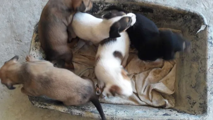 Cachorro ra a  idade Abaixo de 2 meses nome Filhotes