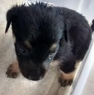 Cachorro raça Vira lata idade Abaixo de 2 meses nome Cachorro Abandonado 