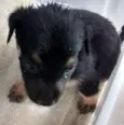 Cachorro Abandonado
