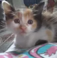 Gatinhos