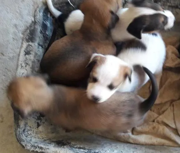 Cachorro ra a  idade Abaixo de 2 meses nome Filhotes