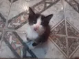 Gatinhos