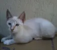 branquinha