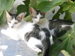 Gato raça srd idade 2 a 6 meses nome s/nome