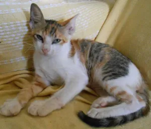 Gato raça srd idade 2 a 6 meses nome s/nome