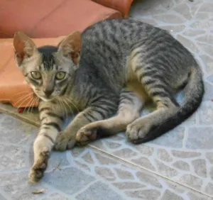Gato raça srd idade 2 a 6 meses nome s/nome