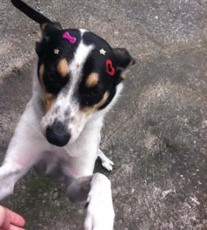 Cachorro raça SRD idade 3 anos nome Megan