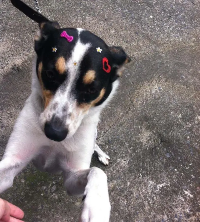 Cachorro ra a SRD idade 3 anos nome Megan