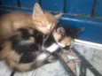 Gatinhos