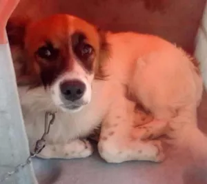 Cachorro raça Indefinida idade 2 a 6 meses nome Dougue