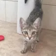 Gatinha sem nome