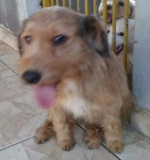 Cachorro raça srd idade 2 anos nome xereta