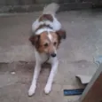 Scooby