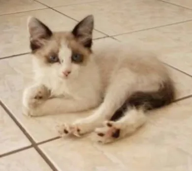 Gato ra a  idade Abaixo de 2 meses nome Tite