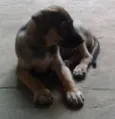 dogs