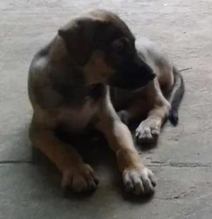 Cachorro raça vira lata idade 2 a 6 meses nome dogs