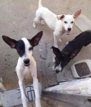 Cachorro raça  idade 2 a 6 meses nome Sem nome 