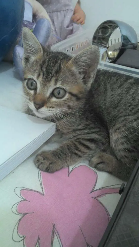 Gato ra a SRD idade 2 a 6 meses nome Frida