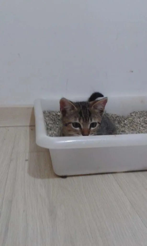 Gato ra a SRD idade 2 a 6 meses nome Frida