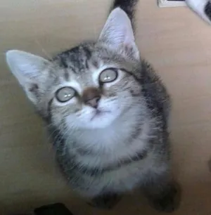 Gato raça SRD idade 2 a 6 meses nome Frida
