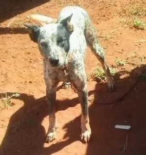 Cachorro raça BLUE HELLER idade 1 ano nome BLUE