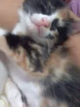 Gatinhos