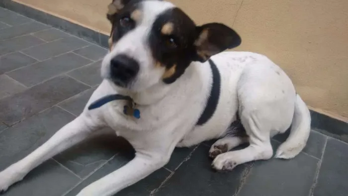 Cachorro raça Vira lata idade 6 ou mais anos nome Duque