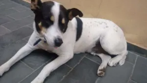 Cachorro raça Vira lata idade 6 ou mais anos nome Duque