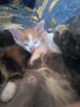 Gatinhos