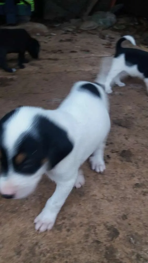 Cachorro raça Vira lata idade  nome Não tem
