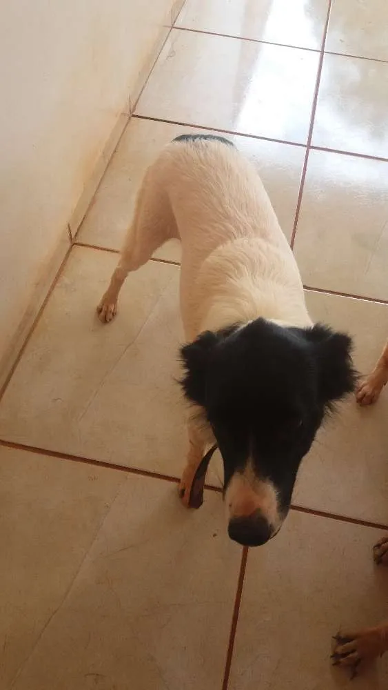 Cachorro ra a Vira lata e boder cooler  idade 1 ano nome Dori e Bethânia 