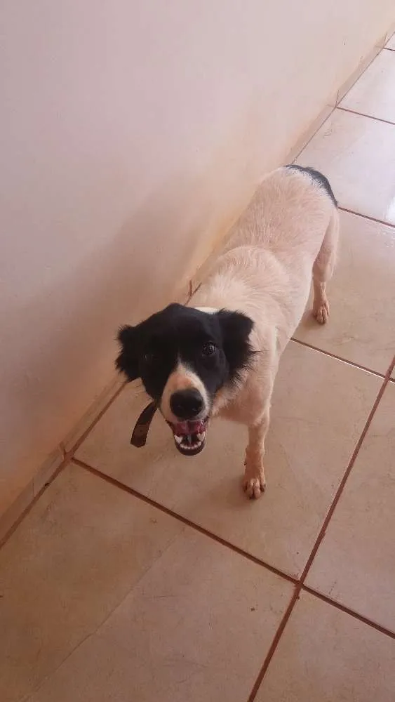 Cachorro ra a Vira lata e boder cooler  idade 1 ano nome Dori e Bethânia 