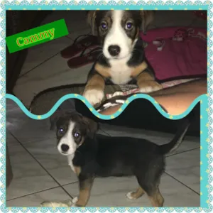 Cachorro raça Srd idade Abaixo de 2 meses nome Cammy
