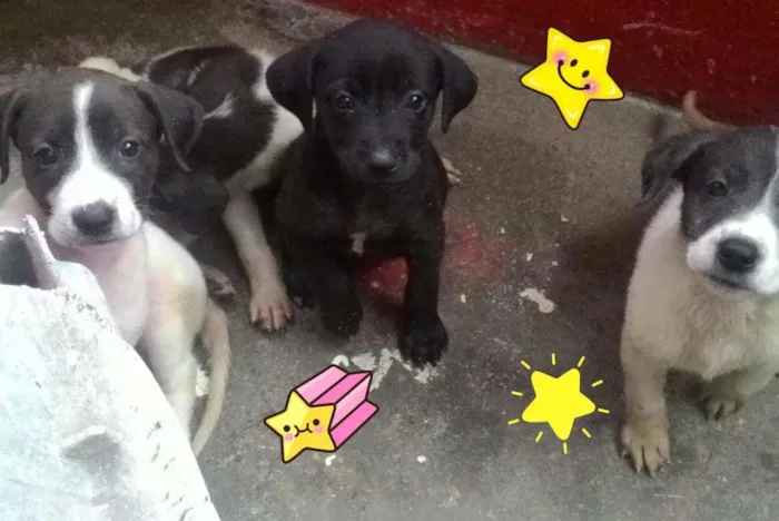Cachorro ra a Vila lata idade 2 a 6 meses nome Sem nomes