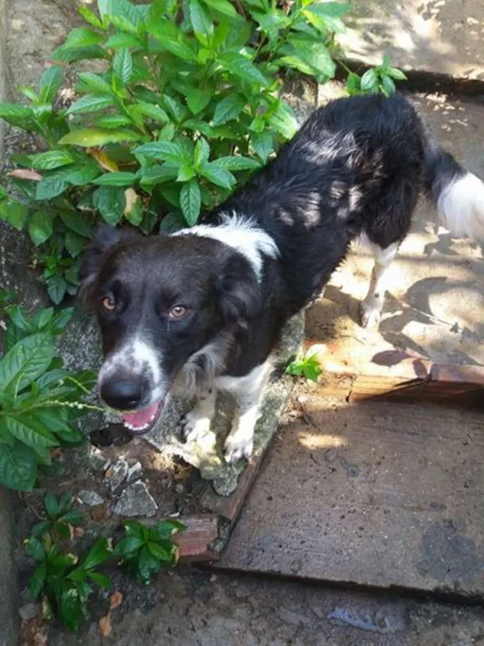 Cachorro ra a border collie idade 1 ano nome Kelly