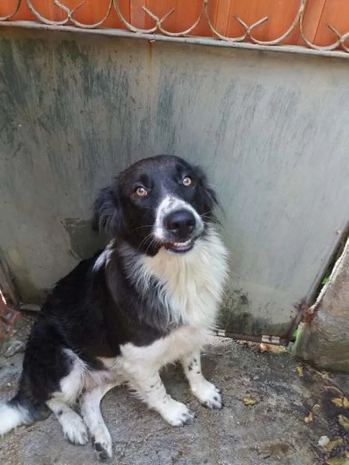 Cachorro ra a border collie idade 1 ano nome Kelly