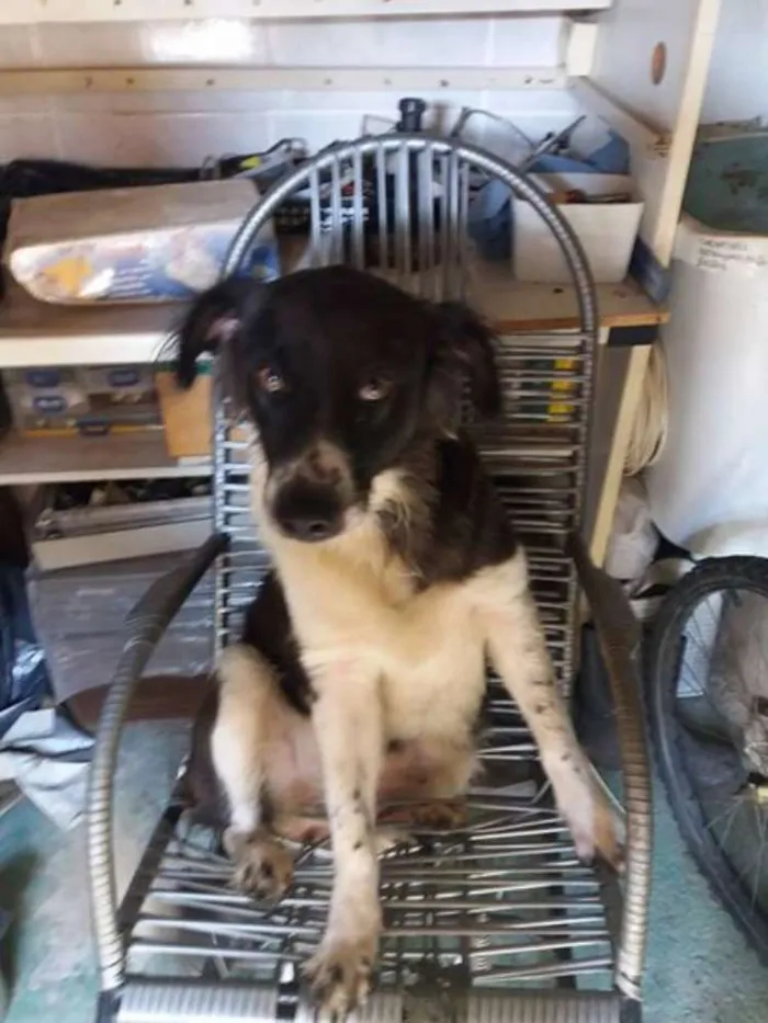 Cachorro ra a border collie idade 1 ano nome Kelly