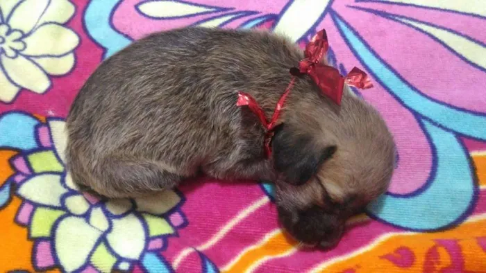 Cachorro ra a Mestiça com poddle idade Abaixo de 2 meses nome Kiara