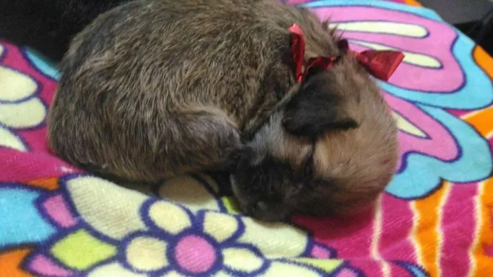 Cachorro ra a Mestiça com poddle idade Abaixo de 2 meses nome Kiara