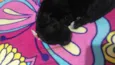 Mica